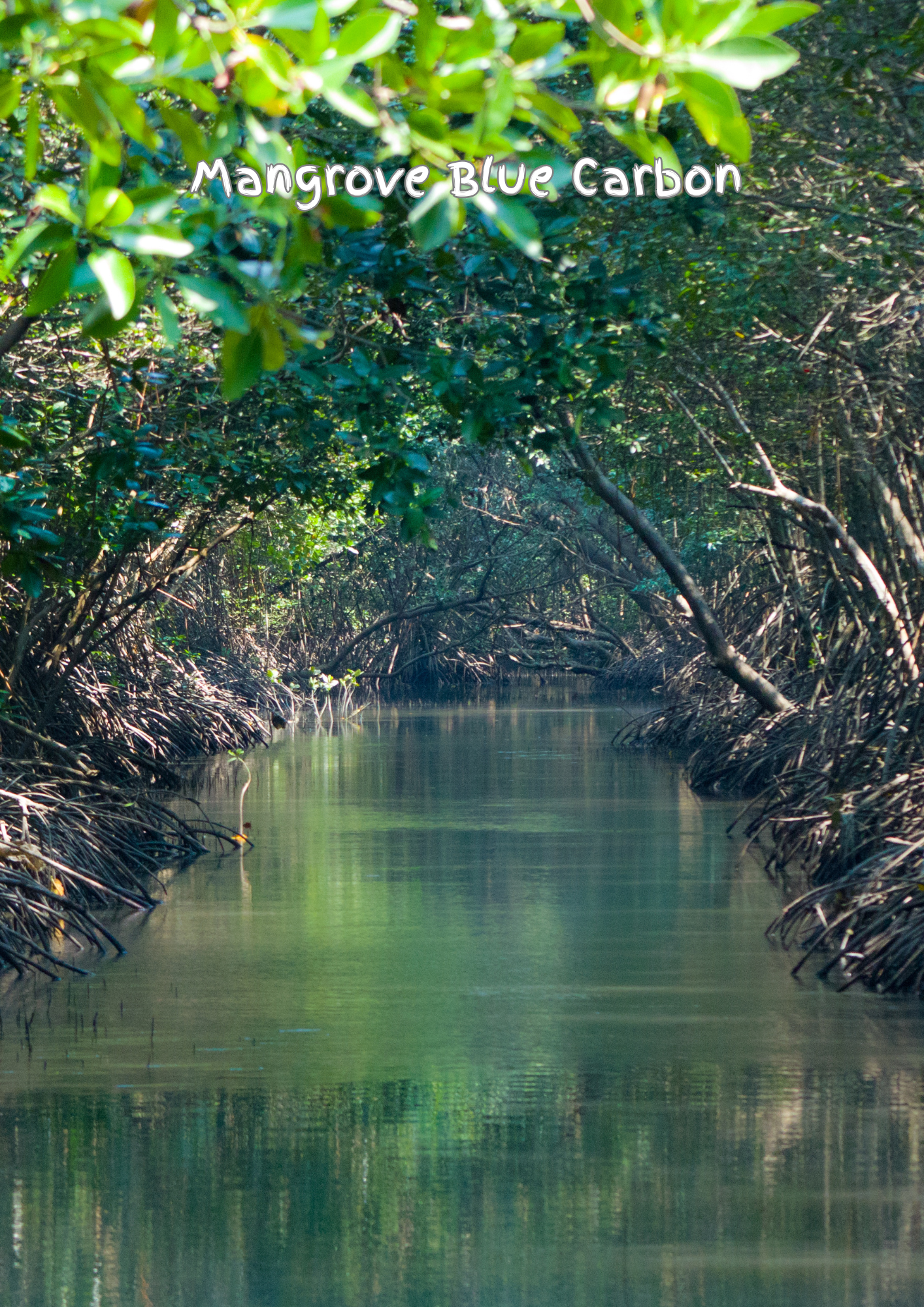 Bengal Blue Carbon Initiatives: Mangrove Afforestation for Protecting Coastal Areas and Sequestration of Green House Gas (Article 6: G2G)